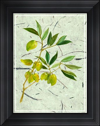 Framed Olives on Textured Paper II Print