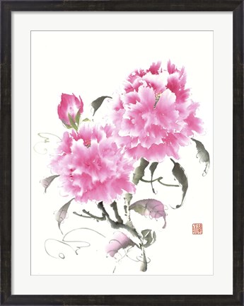 Framed Peonie Blossoms II Print