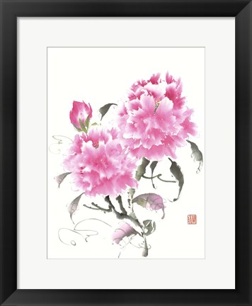 Framed Peonie Blossoms II Print