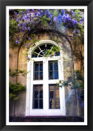 Framed Wisteria Print