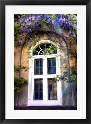 Framed Wisteria Print