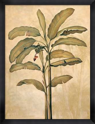 Framed Palms of the Tropics II Print