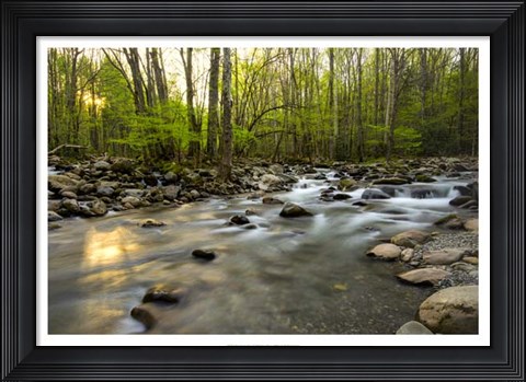 Framed Morning Sunshine I Print