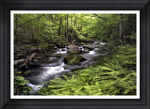 Framed Fern Bank Print