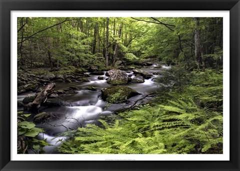 Framed Fern Bank Print