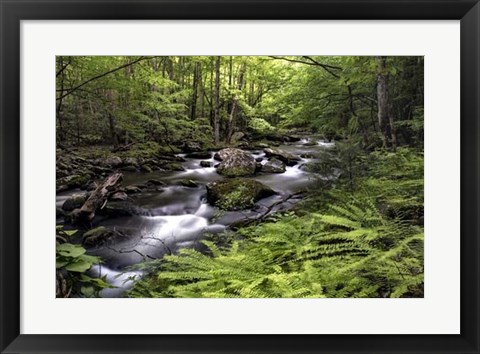 Framed Fern Bank Print