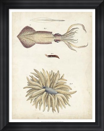 Framed Ocean Curiosities I Print