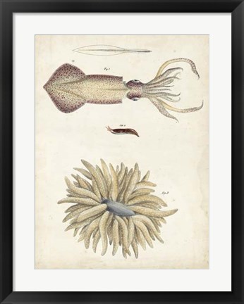 Framed Ocean Curiosities I Print