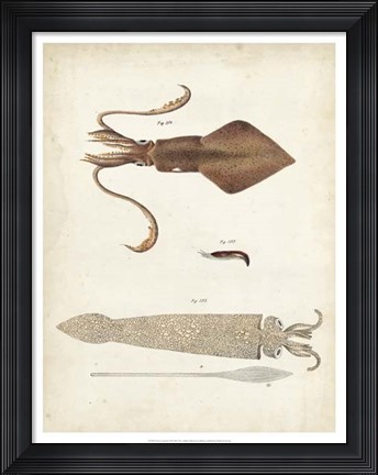 Framed Ocean Curiosities II Print
