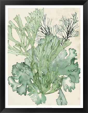 Framed Seaweed Composition II Print