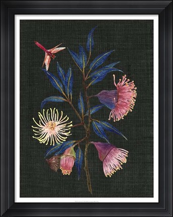 Framed Gum Nuts I Print