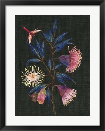 Framed Gum Nuts I Print