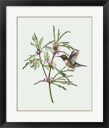 Framed Leonurus Japonicus I Print