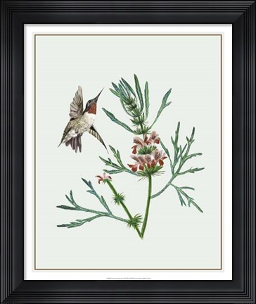 Framed Leonurus Japonicus II Print