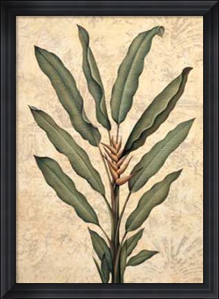 Framed Palms of the Tropics IV Print