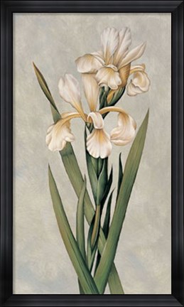 Framed Decorative Irises I Print