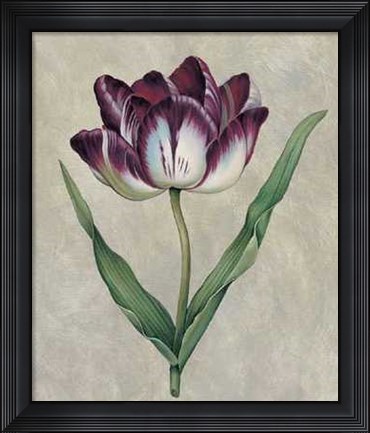 Framed Parrot Tulip II Print