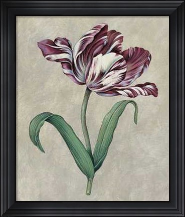 Framed Parrot Tulip I Print