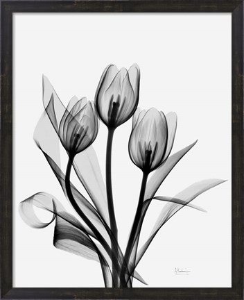 Framed Three Gray Tulips H14 Print