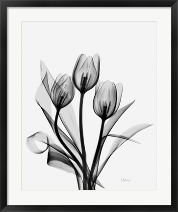 Framed Three Gray Tulips H14 Print