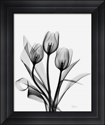 Framed Three Gray Tulips H14 Print