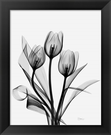 Framed Three Gray Tulips H14 Print