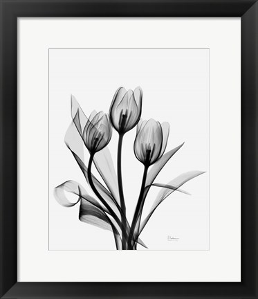 Framed Three Gray Tulips H14 Print