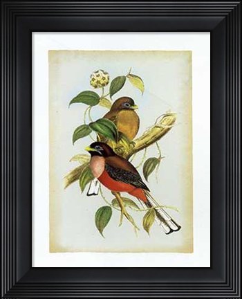 Framed Harpactes Ardens Print