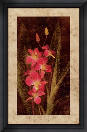 Framed Orchid Print