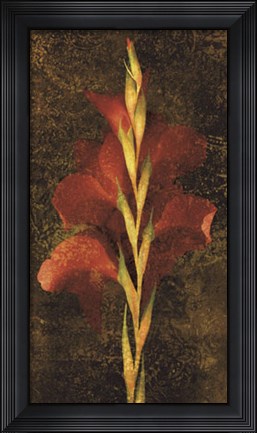Framed Gladiola Print