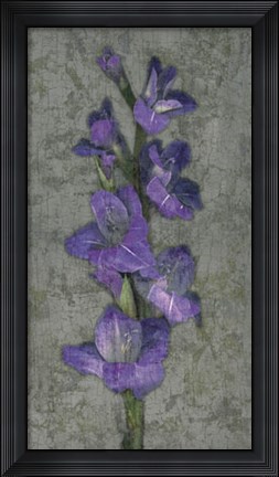 Framed Purple Gladiola Print