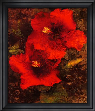 Framed Hibiscus II Print
