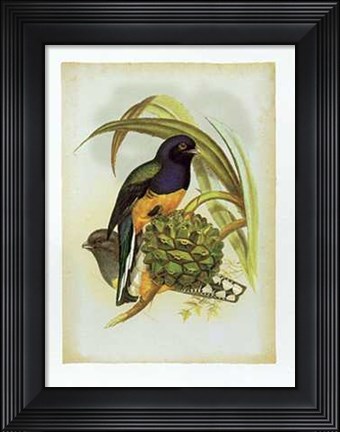 Framed John Gould - Trogon Viridis Size 11.75x15.75 Print