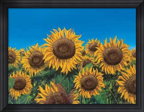 Framed Girasoli Print