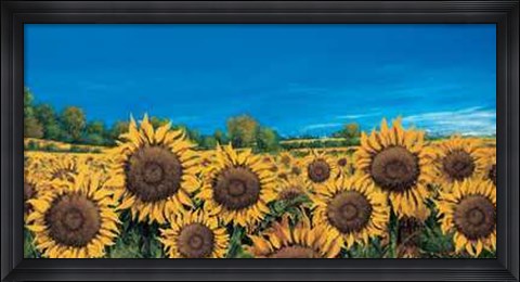 Framed Campo di Girasoli Print