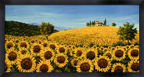 Framed Girasoli Sul Pendio Print