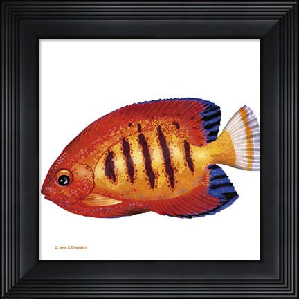 Framed Fish 2 Red-Yellow Print