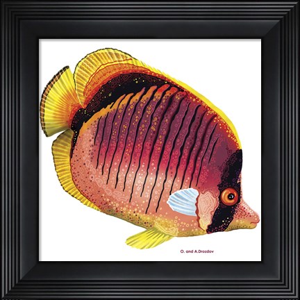 Framed New Fish 1 Print