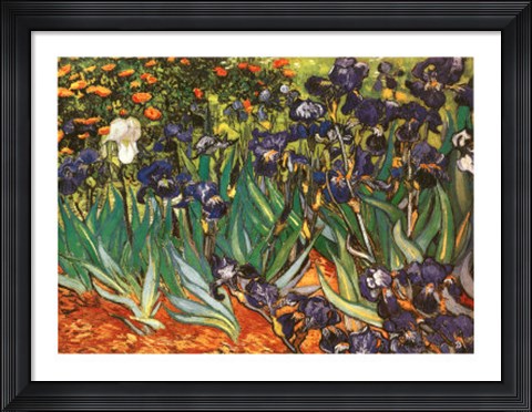 Framed Irises in the Garden, Saint-Remy, c.1889 Print