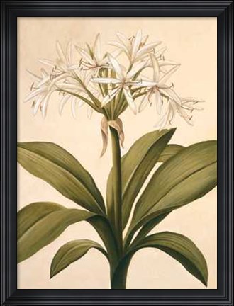 Framed Lilies II Print