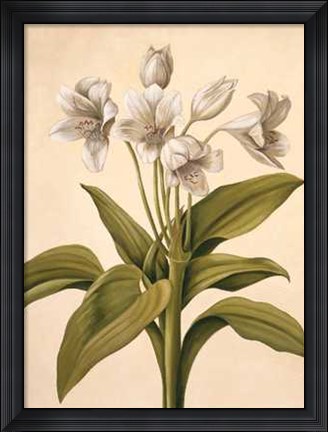 Framed Lilies I Print