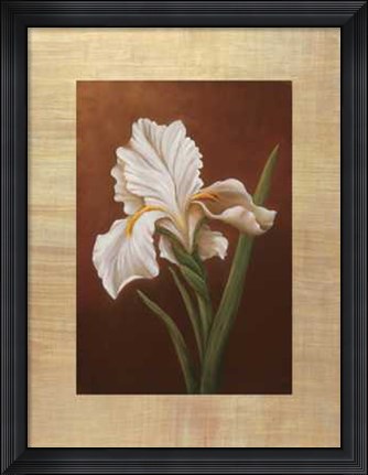 Framed Virginia Huntington - Fleur de Iris Size 23.75x31.5 Print