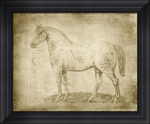 Framed Horse Anatomy 101 Print