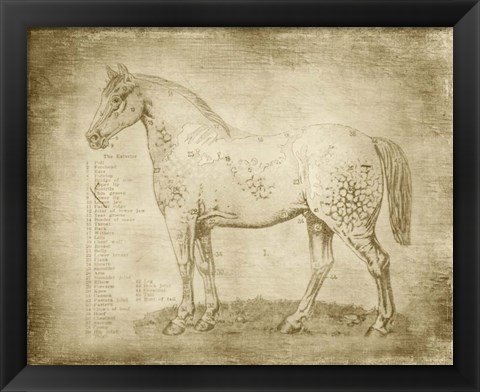 Framed Horse Anatomy 101 Print