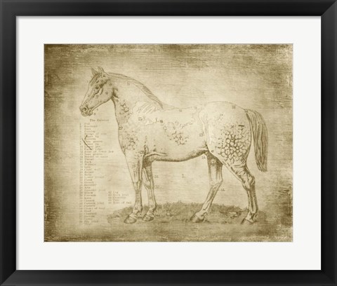 Framed Horse Anatomy 101 Print