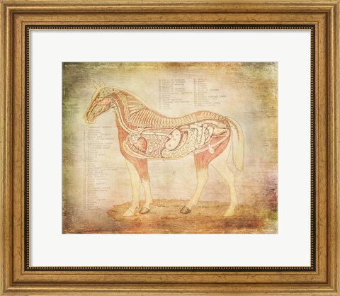 Framed Horse Anatomy 201 Print