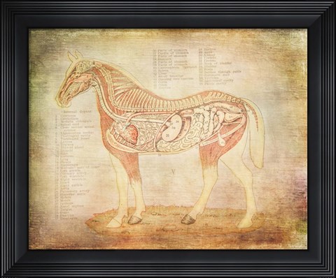 Framed Horse Anatomy 201 Print