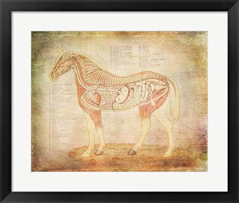 Framed Horse Anatomy 201 Print