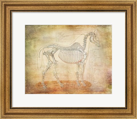 Framed Horse Anatomy 301 Print