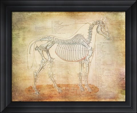 Framed Horse Anatomy 301 Print
